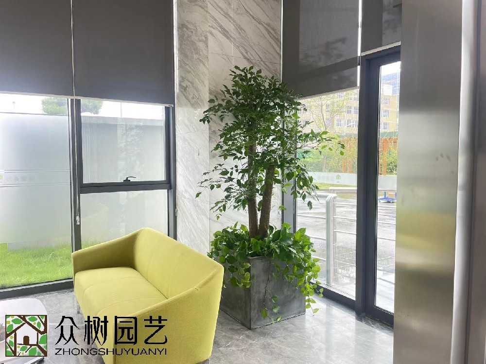 蘇州辦公室綠植租賃：打盆栽辦公時(shí)代。