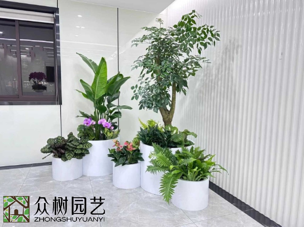 蘇州綠植租賃大揭秘！超詳細(xì)報(bào)價(jià)單，讓你的辦公室綠意盎然又省錢(qián)！