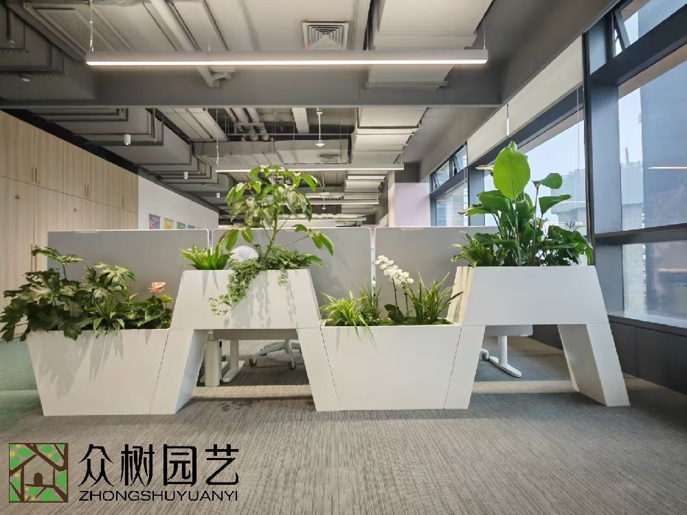 蘇州綠植租賃服務(wù)，打造綠色、健康辦公空間